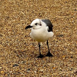 Meet your Posher, Molly